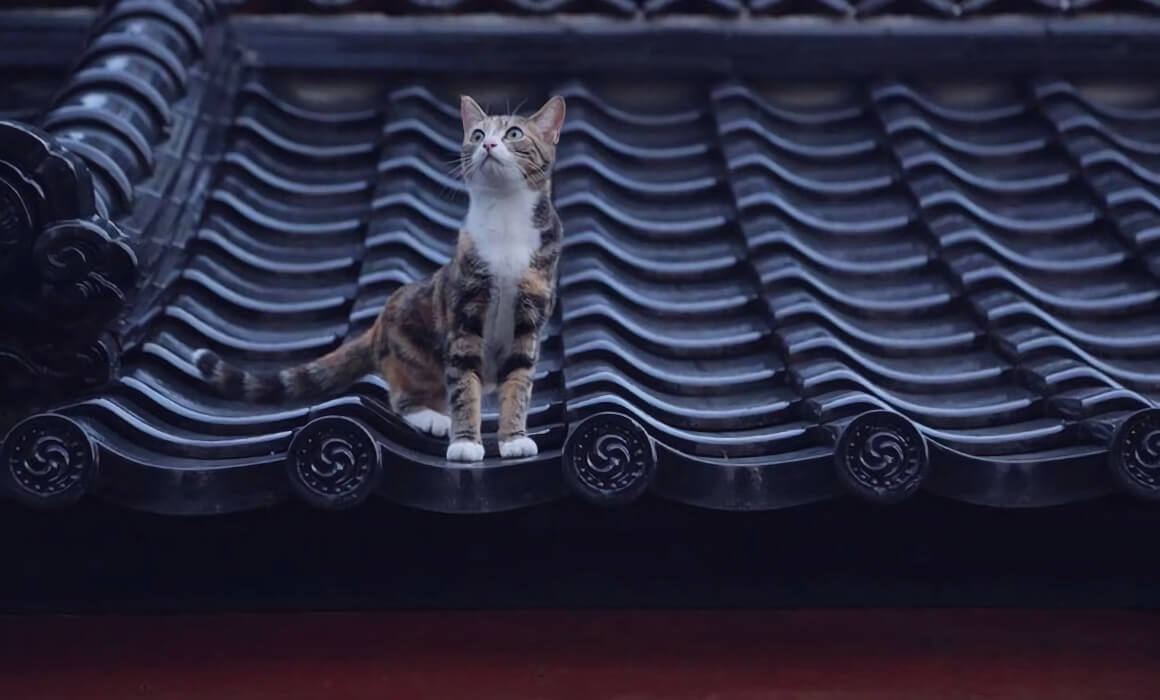 猫と屋根瓦